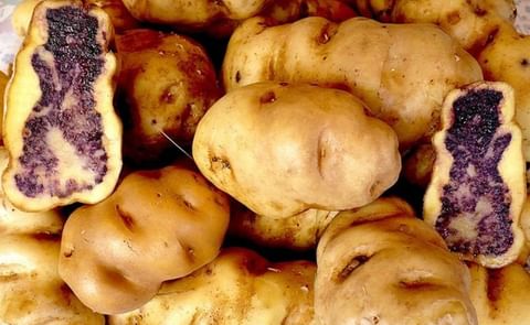 The 2017 production in Peru will consist of 30% native potatoes, 40% yellow-flesh potatoes and 30% white-flesh potatoes. The 2017 production in Peru will consist of 30% native potatoes, 40% yellow-flesh potatoes and 30% white-flesh potatoes.
