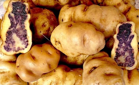 The 2017 production in Peru will consist of 30% native potatoes, 40% yellow-flesh potatoes and 30% white-flesh potatoes. The 2017 production in Peru will consist of 30% native potatoes, 40% yellow-flesh potatoes and 30% white-flesh potatoes.