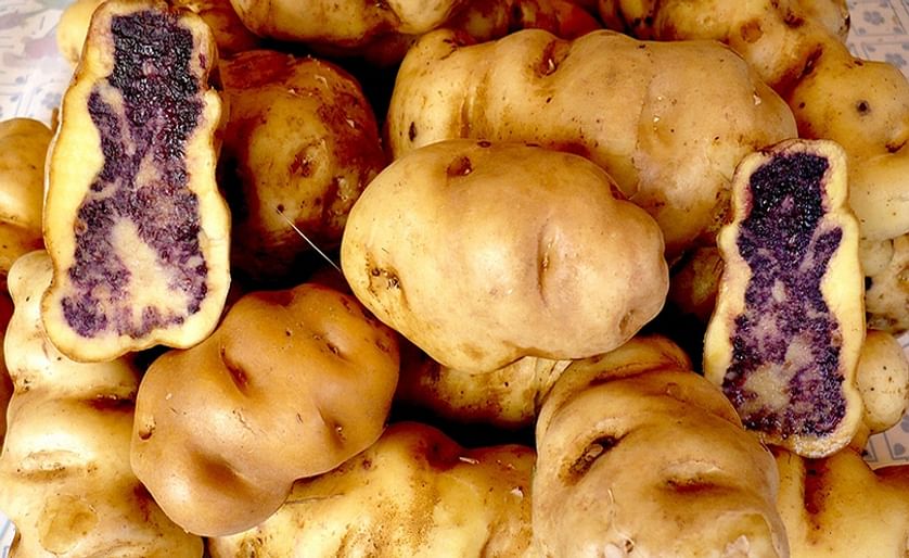 The 2017 production in Peru will consist of 30% native potatoes, 40% yellow-flesh potatoes and 30% white-flesh potatoes.