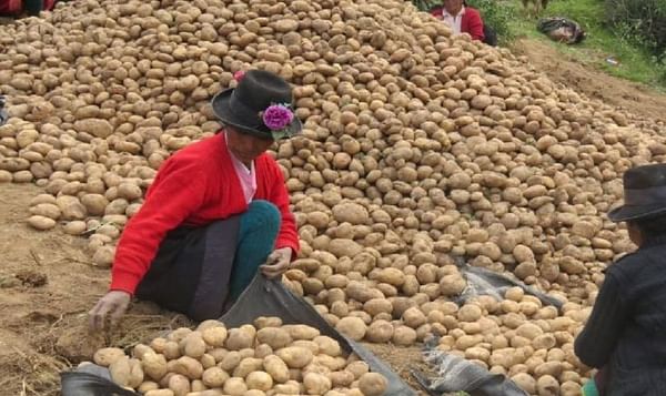 Peru expects potato production to increase this year
