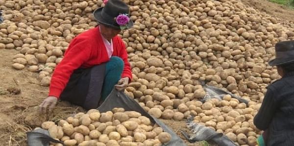 Peru expects potato production to increase this year