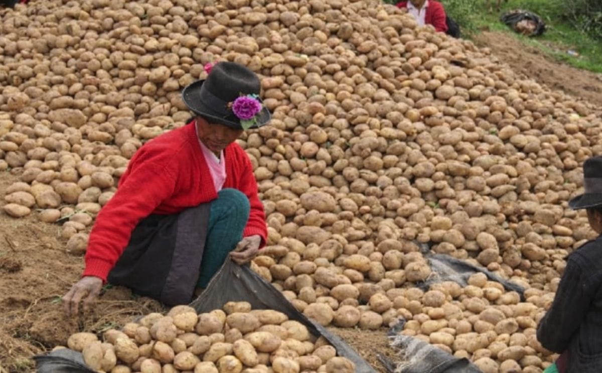 Perú empezó a exportar papa blanca al Brasil Perú empezó a exportar papa blanca al Brasil