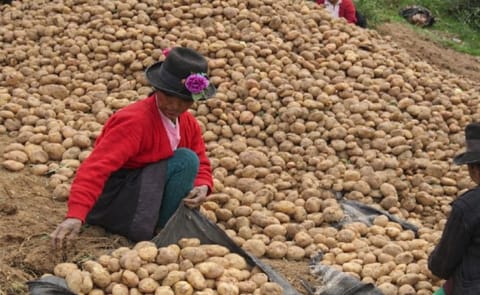 Papa blanca peruana. ANDINA/Difusión Papa blanca peruana. ANDINA/Difusión