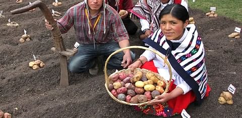 Perú: Crece producción de papa.