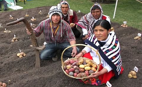 Perú: Crece producción de papa. Perú: Crece producción de papa.
