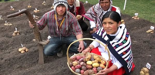 Perú: Crece producción de papa.