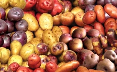 Peru potatoes Peru potatoes