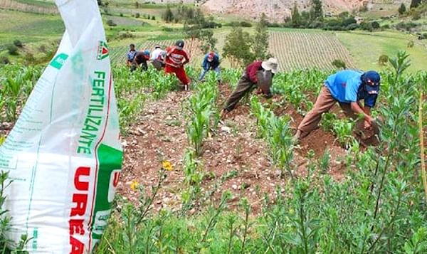 Perú: Cultivos se reducen en 13 regiones por falta de fertilizantes.