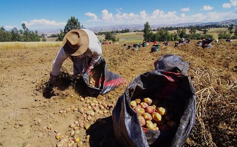 Peru: Reduction in planted area due to lack of rainfall. Peru: Reduction in planted area due to lack of rainfall.