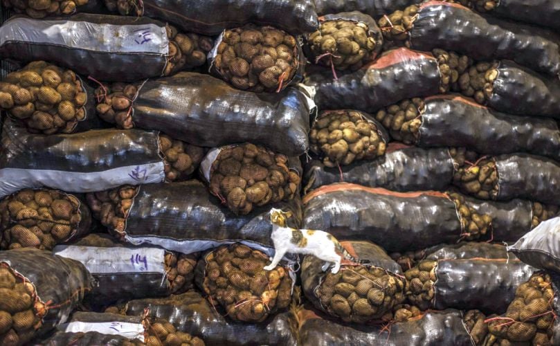 Perú tiene más de 4.000 variedades de papas.(Courtesy: Ernesto Benavides)
Perú tiene más de 4.000 variedades de papas.(Courtesy: Ernesto Benavides)