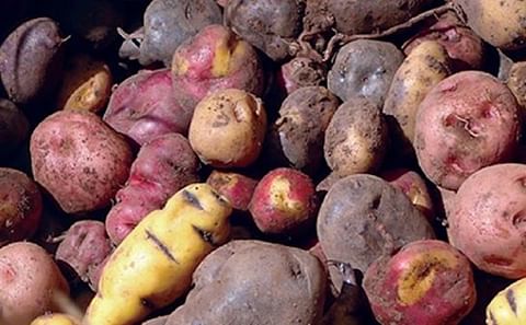 Hay más de 3 mil variedades de papá, pero la mayoría de los peruanos solo consumen el 0.01% de estas, indica el representante de los productores. Hay más de 3 mil variedades de papá, pero la mayoría de los peruanos solo consumen el 0.01% de estas, indica el representante de los productores.