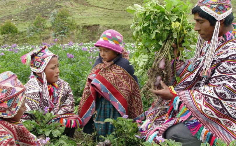 Indigenous Communities Preserving Native Potato Varieties Indigenous Communities Preserving Native Potato Varieties