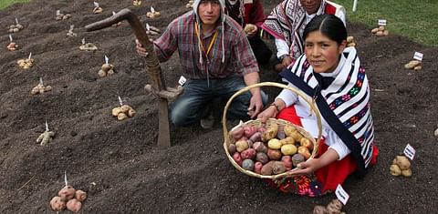 Peruvian potato cultivation stands for 34 million daily wages for producers