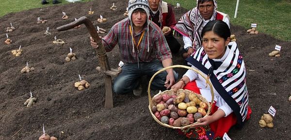 Peruvian potato cultivation stands for 34 million daily wages for producers