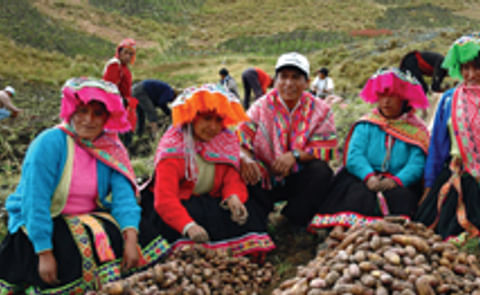 Potato farmers in Peru (International Potato Center) Potato farmers in Peru (International Potato Center)