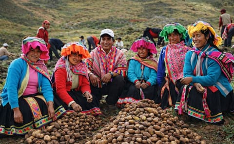 Las variedades resistentes hacen la diferencia entre tener suficiente para comer - o no Las variedades resistentes hacen la diferencia entre tener suficiente para comer - o no