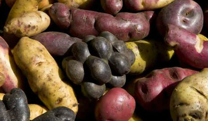 Perú: La Provincia de Huanuco exportaría papa al Brasil