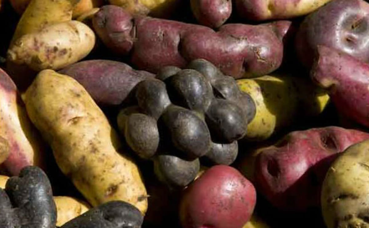 Perú: La Provincia de Huanuco exportaría papa al Brasil Perú: La Provincia de Huanuco exportaría papa al Brasil