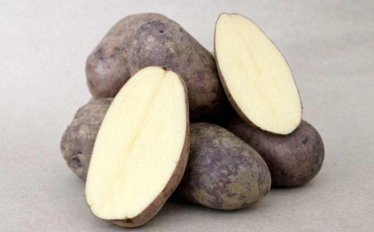 Perú lanza variedad de papa para mejorar seguridad alimentaria Perú lanza variedad de papa para mejorar seguridad alimentaria