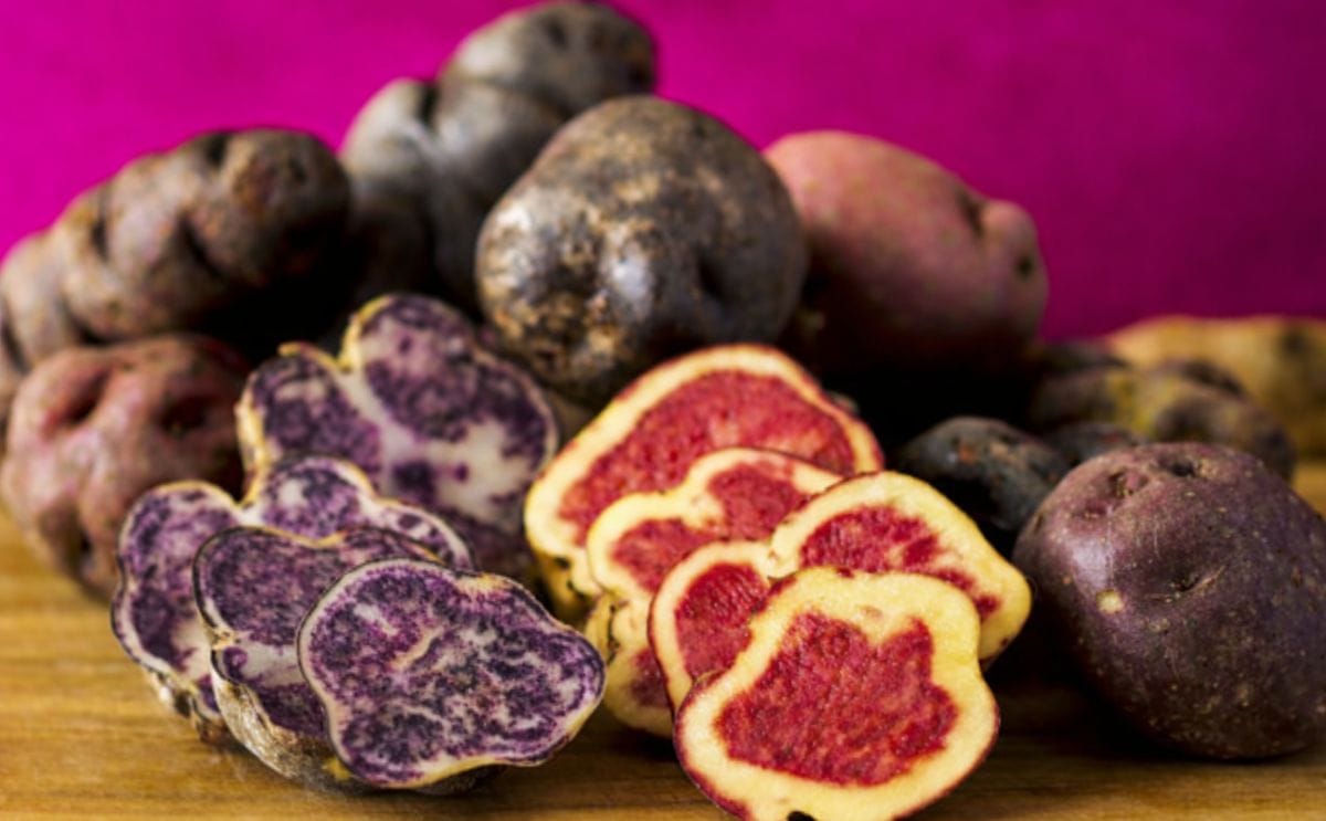 Perú: Un productor presentó 200 variedades de papa nativa Perú: Un productor presentó 200 variedades de papa nativa