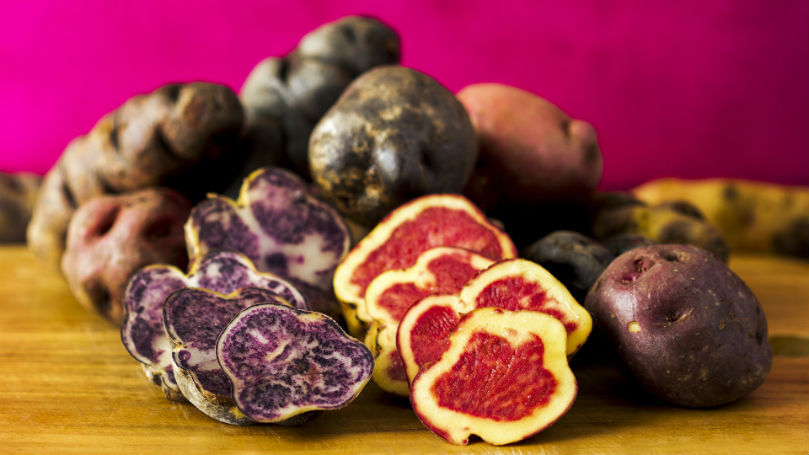 Perú: Un productor presentó 200 variedades de papa nativa