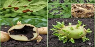 Pest, Disease and Physiological disorder Pest, Disease and Physiological disorder