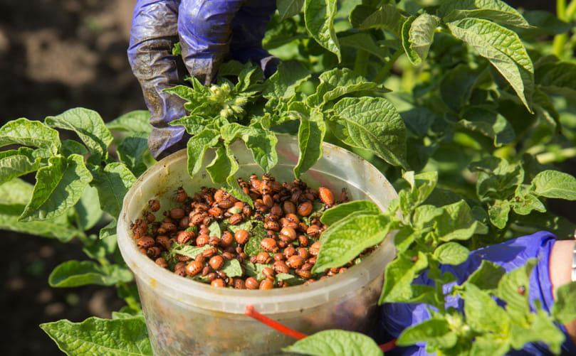 Severe Colorado Potato Beetle Outbreak in Potato Field Under Favorable Conditions Severe Colorado Potato Beetle Outbreak in Potato Field Under Favorable Conditions