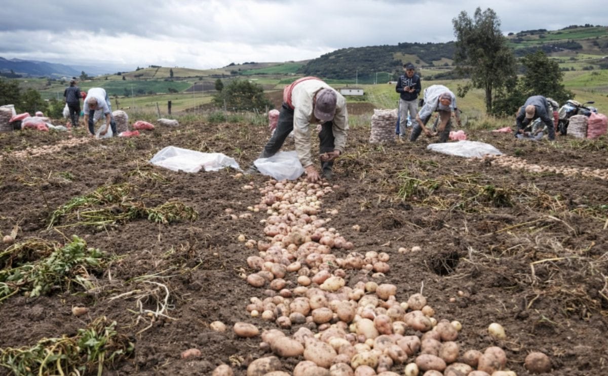 Un muerto y 19 intoxicados por fumigación de cultivo de papa en Colombia