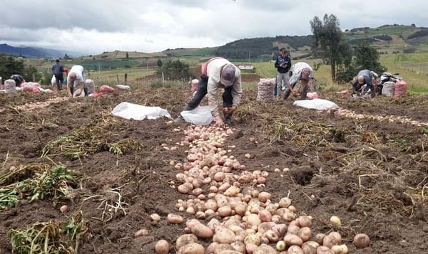 Un muerto y 19 intoxicados por fumigación de cultivo de papa en Colombia