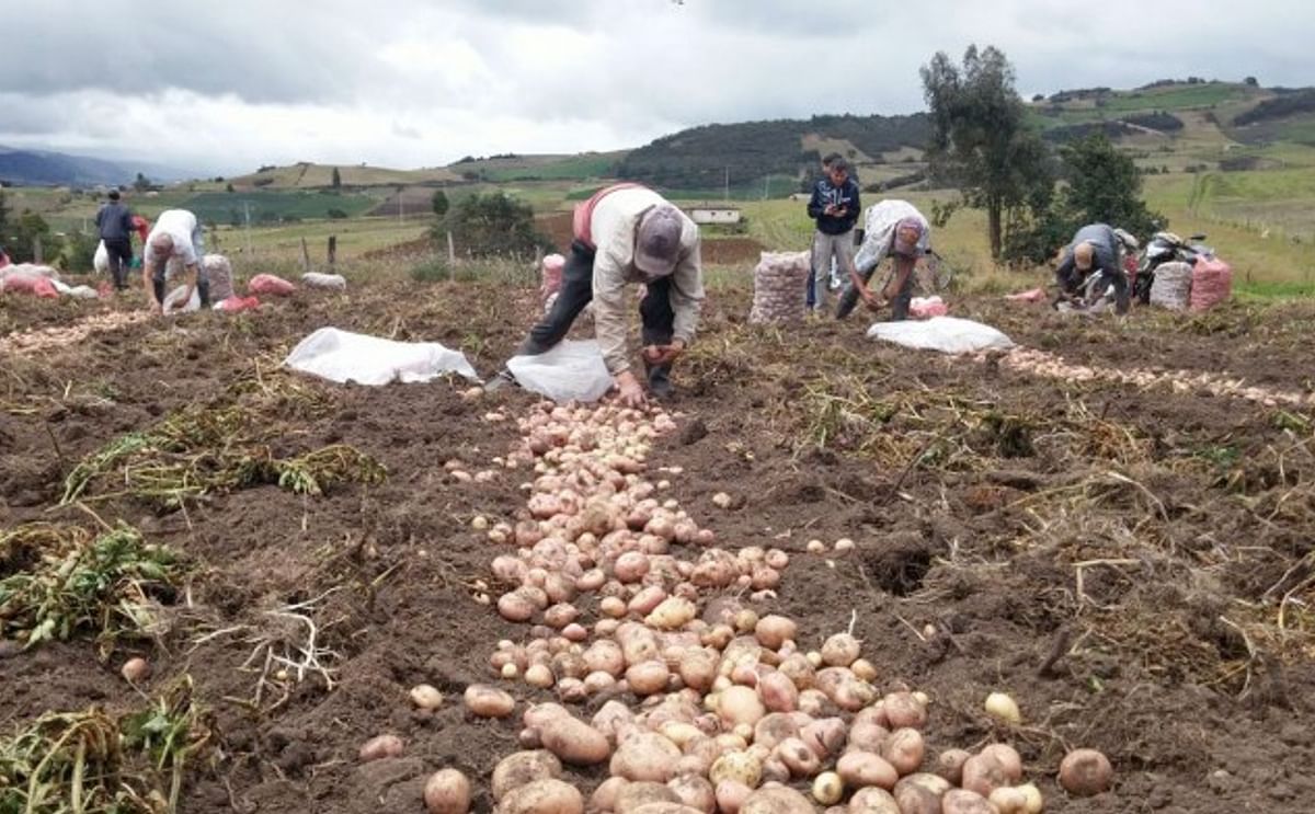 Un muerto y 19 intoxicados por fumigación de cultivo de papa en Colombia