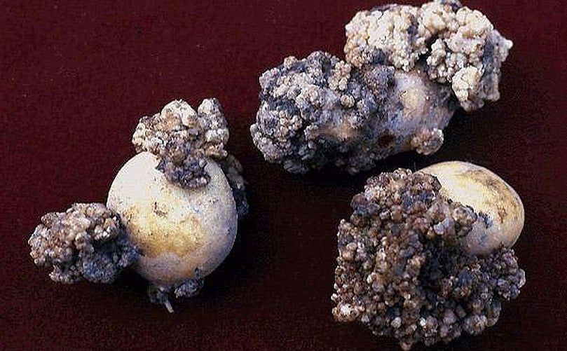 The disease reduces yield and can make potatoes unmarketable. The disease reduces yield and can make potatoes unmarketable.