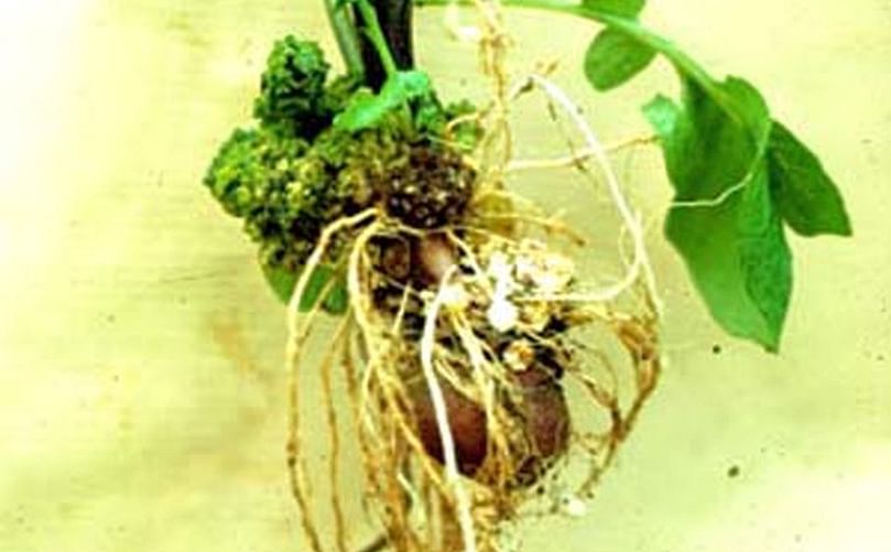 Potato wart disease is caused by a soil-borne fungus, Synchytrium endobioticum, that attacks the growing points on the potato plant, such as eyes, buds, and stolon tips.