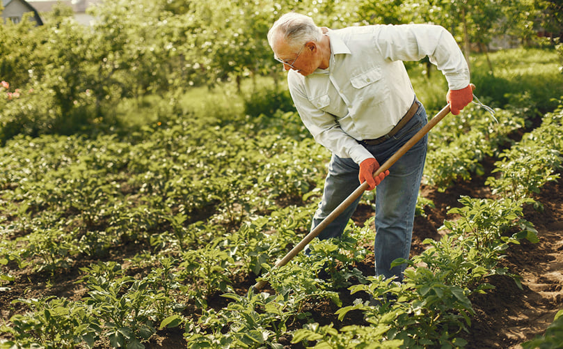 Earthing-up operation to cover potato tubers and prevent greening