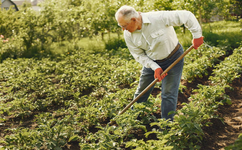 Earthing-up operation to cover potato tubers and prevent greening Earthing-up operation to cover potato tubers and prevent greening