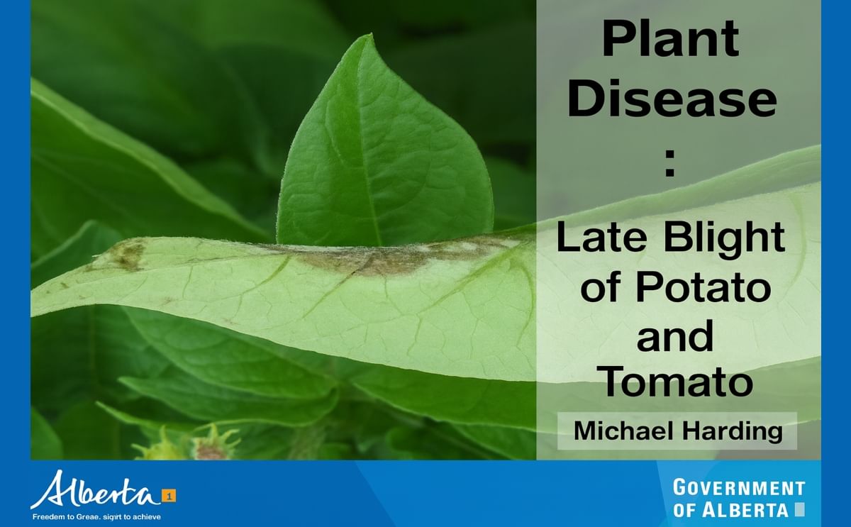 Alberta potato growers prepare for late blight