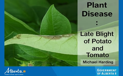 Alberta potato growers prepare for late blight Alberta potato growers prepare for late blight