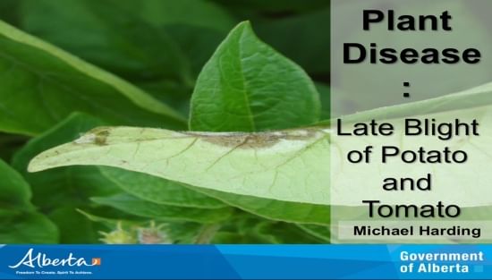 Late blight confirmed in Alberta