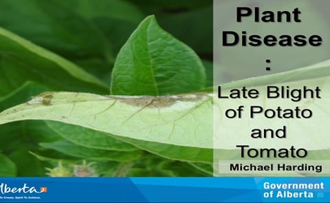 Late blight confirmed in Alberta Late blight confirmed in Alberta