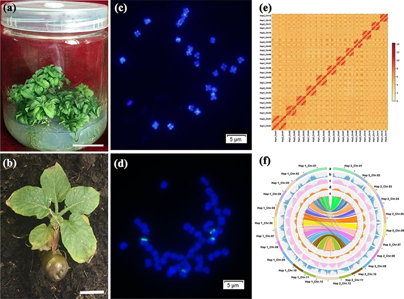Phenotypes, chromosome analyses, and genomic assembly of ‘N8–4’. Shows dwarf growth in diploid progeny, FISH analysis, and Hi-C interaction heatmaps.