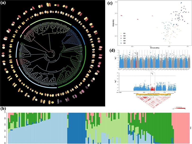 GWAS of tuber glucose content and population structure.
(a) Phenotypic diversity of tubers in 87 potato accessions and their phylogenetic tree.
(b) STRUCTURE analysis showing five subgroups in the GWAS population.
(c) PCA of 141 accessions based on SNPs; clusters correspond to genetic similarity.
(d) Manhattan plot identifying a significant QTL for glucose content on chromosome 5; regional plot shows a 185 kb candidate interval.