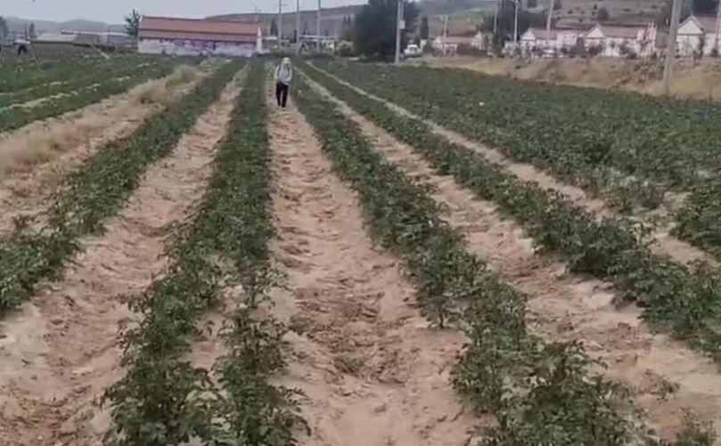 Spraying phenyllactic acid on drought stressed plants in Ningxia
