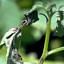 Phytophthora (Late Blight)