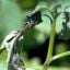 Phytophthora (Late Blight)