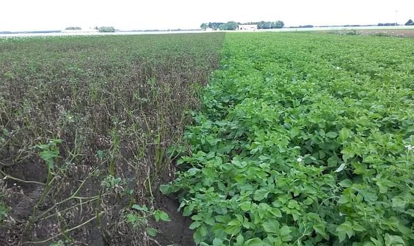 Fighting late blight: what does it take to bring a resistant potato variety to market?