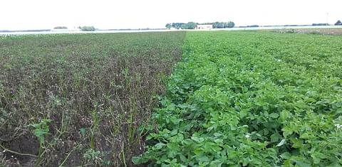 Fighting late blight: what does it take to bring a resistant potato variety to market?