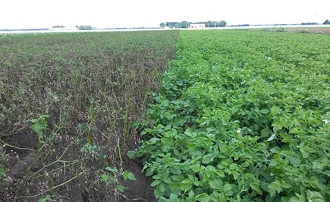 Fighting late blight: what does it take to bring a resistant potato variety to market? Fighting late blight: what does it take to bring a resistant potato variety to market?