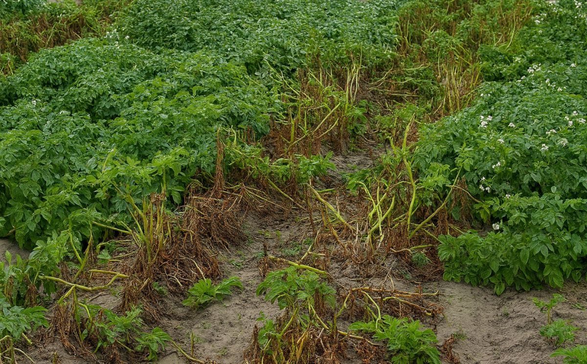 Potato Virus S may break down Phytophthora resistance in potato Potato Virus S may break down Phytophthora resistance in potato