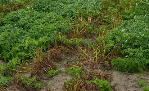 Potato Virus S may break down Phytophthora resistance in potato Potato Virus S may break down Phytophthora resistance in potato