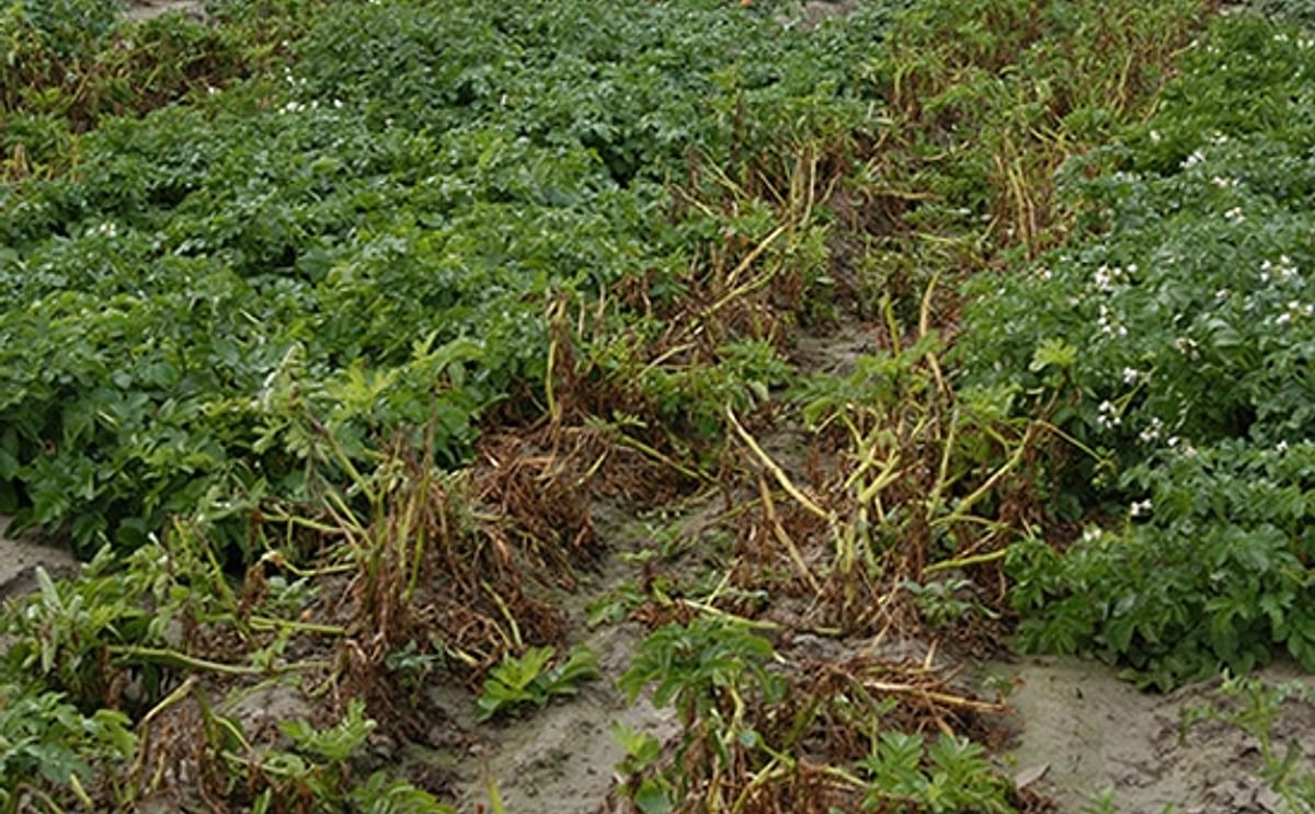 Potato Virus S may break down Phytophthora resistance in potato Potato Virus S may break down Phytophthora resistance in potato