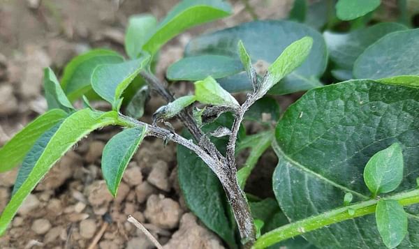 Blight studies reveal evolution of potato disease in Europe and Asia